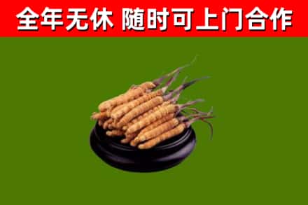 湘西市回收冬虫夏草
