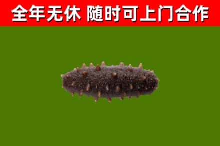 湘西市回收海参干